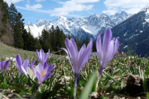 inntalblick-kaunerberg-fruehling.jpg